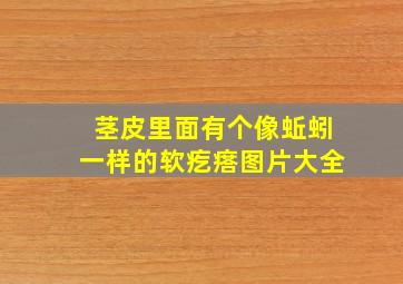 茎皮里面有个像蚯蚓一样的软疙瘩图片大全