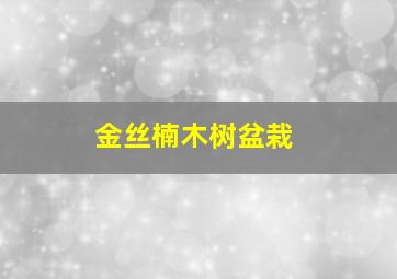 金丝楠木树盆栽