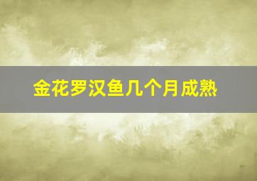 金花罗汉鱼几个月成熟