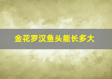 金花罗汉鱼头能长多大