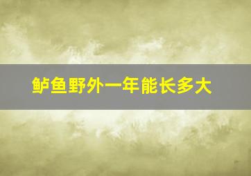 鲈鱼野外一年能长多大