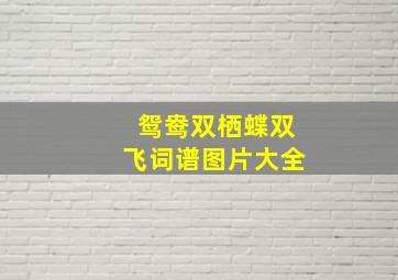 鸳鸯双栖蝶双飞词谱图片大全