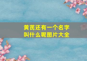 黄芪还有一个名字叫什么呢图片大全